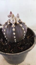 ASTROPHYTUM ASTERIAS “Purple”  Nº 1022 – vaso 15 - Imagem 9