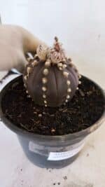 ASTROPHYTUM ASTERIAS “Purple”  Nº 1022 – vaso 15 - Imagem 7