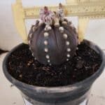 ASTROPHYTUM ASTERIAS “Purple”  Nº 1022 – vaso 15