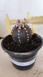 ASTROPHYTUM ASTERIAS “Purple”  Nº 1022 – vaso 15