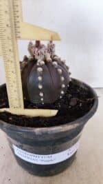 ASTROPHYTUM ASTERIAS “Purple”  Nº 1022 – vaso 15 - Imagem 6