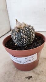 ASTROPHYTUM ASTERIAS SUPER KABUTO "PURPLE" Nº 400 – vaso 11 - Imagem 9