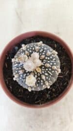 ASTROPHYTUM ASTERIAS SUPER KABUTO "PURPLE" Nº 400 – vaso 11 - Imagem 3