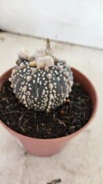 ASTROPHYTUM ASTERIAS SUPER KABUTO "PURPLE" Nº 400 – vaso 11 - Imagem 8