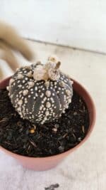 ASTROPHYTUM ASTERIAS SUPER KABUTO "PURPLE" Nº 400 – vaso 11 - Imagem 7