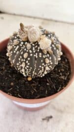 ASTROPHYTUM ASTERIAS SUPER KABUTO "PURPLE" Nº 400 – vaso 11 - Imagem 6