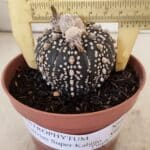 ASTROPHYTUM ASTERIAS SUPER KABUTO "PURPLE" Nº 400 – vaso 11
