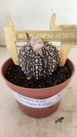 ASTROPHYTUM ASTERIAS SUPER KABUTO "PURPLE" Nº 400 – vaso 11