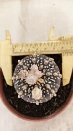ASTROPHYTUM ASTERIAS SUPER KABUTO "PURPLE" Nº 400 – vaso 11 - Imagem 5