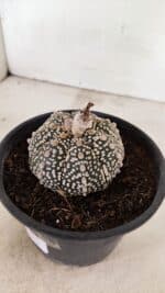 MATRIZ ASTROPHYTUM ASTERIAS SUPER KABUTO  Nº 410 - vaso 15 - Imagem 7