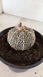 MATRIZ ASTROPHYTUM ASTERIAS SUPER KABUTO  Nº 410 - vaso 15 - Imagem 5