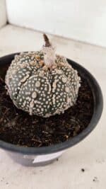 MATRIZ ASTROPHYTUM ASTERIAS SUPER KABUTO  Nº 410 - vaso 15 - Imagem 4