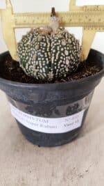 MATRIZ ASTROPHYTUM ASTERIAS SUPER KABUTO  Nº 410 - vaso 15 - Imagem 6