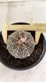 MATRIZ ASTROPHYTUM ASTERIAS SUPER KABUTO  Nº 410 - vaso 15 - Imagem 3