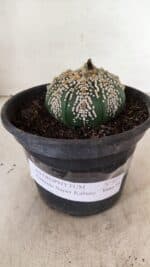 MATRIZ ASTROPHYTUM ASTERIAS SUPER KABUTO  Nº 411 - vaso 15 - Imagem 2