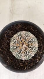 MATRIZ ASTROPHYTUM ASTERIAS SUPER KABUTO  Nº 411 - vaso 15 - Imagem 3