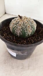 MATRIZ ASTROPHYTUM ASTERIAS SUPER KABUTO  Nº 411 - vaso 15 - Imagem 8