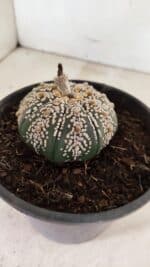 MATRIZ ASTROPHYTUM ASTERIAS SUPER KABUTO  Nº 411 - vaso 15 - Imagem 6