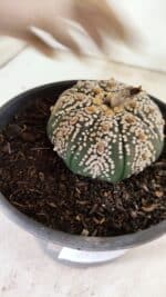 MATRIZ ASTROPHYTUM ASTERIAS SUPER KABUTO  Nº 411 - vaso 15 - Imagem 7