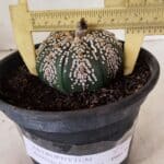MATRIZ ASTROPHYTUM ASTERIAS SUPER KABUTO  Nº 411 - vaso 15