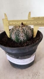 MATRIZ ASTROPHYTUM ASTERIAS SUPER KABUTO  Nº 411 - vaso 15
