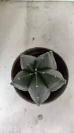 ASTROPHYTUM MYRIOSTIGMA  Nº 1070 – vaso 15 - Imagem 6