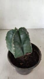 ASTROPHYTUM MYRIOSTIGMA  Nº 1070 – vaso 15 - Imagem 9