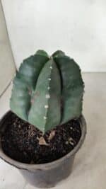 ASTROPHYTUM MYRIOSTIGMA  Nº 1070 – vaso 15 - Imagem 8