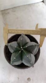 ASTROPHYTUM MYRIOSTIGMA  Nº 1070 – vaso 15 - Imagem 4