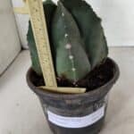 ASTROPHYTUM MYRIOSTIGMA  Nº 1070 – vaso 15