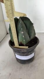 ASTROPHYTUM MYRIOSTIGMA  Nº 1070 – vaso 15