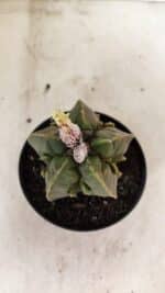 ASTROPHYTUM MYRIOSTIGMA "FUKURYU"  Nº 1020 – vaso 11 - Imagem 3