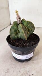 ASTROPHYTUM MYRIOSTIGMA "FUKURYU"  Nº 1020 – vaso 11 - Imagem 9