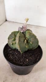 ASTROPHYTUM MYRIOSTIGMA "FUKURYU"  Nº 1020 – vaso 11 - Imagem 8