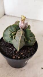 ASTROPHYTUM MYRIOSTIGMA "FUKURYU"  Nº 1020 – vaso 11 - Imagem 6