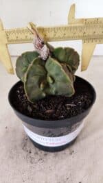ASTROPHYTUM MYRIOSTIGMA "FUKURYU"  Nº 1020 – vaso 11