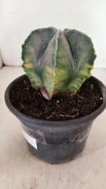 ASTROPHYTUM MYRIOSTIGMA "Variegata" Nº 1071 – vaso 15 - Imagem 8