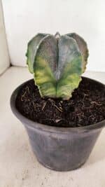 ASTROPHYTUM MYRIOSTIGMA "Variegata" Nº 1071 – vaso 15 - Imagem 6