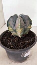 ASTROPHYTUM MYRIOSTIGMA "Variegata" Nº 1071 – vaso 15 - Imagem 7