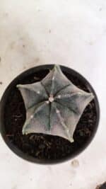 ASTROPHYTUM MYRIOSTIGMA "Variegata" Nº 1071 – vaso 15 - Imagem 3