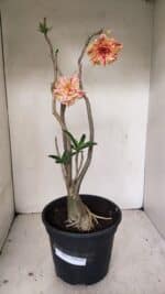 Planta Dobrada 3463 – 45cm – 04 anos - Imagem 2