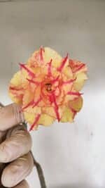 Planta Dobrada 3463 – 45cm – 04 anos