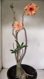 Planta Dobrada 3463 – 45cm – 04 anos - Imagem 9