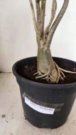 Planta Dobrada 3463 – 45cm – 04 anos - Imagem 8