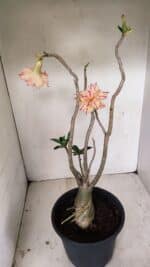 Planta Dobrada 3463 – 45cm – 04 anos - Imagem 7