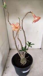 Planta Dobrada 3463 – 45cm – 04 anos - Imagem 5