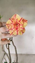 Planta Dobrada 3463 – 45cm – 04 anos - Imagem 4