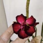 Planta Dobrada 3529 – 35cm – 03 anos