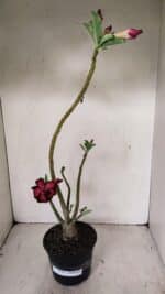 Planta Dobrada 3529 – 35cm – 03 anos - Imagem 6