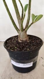 Planta Dobrada 3529 – 35cm – 03 anos - Imagem 5